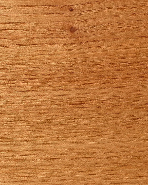 European elm &middot; Medium